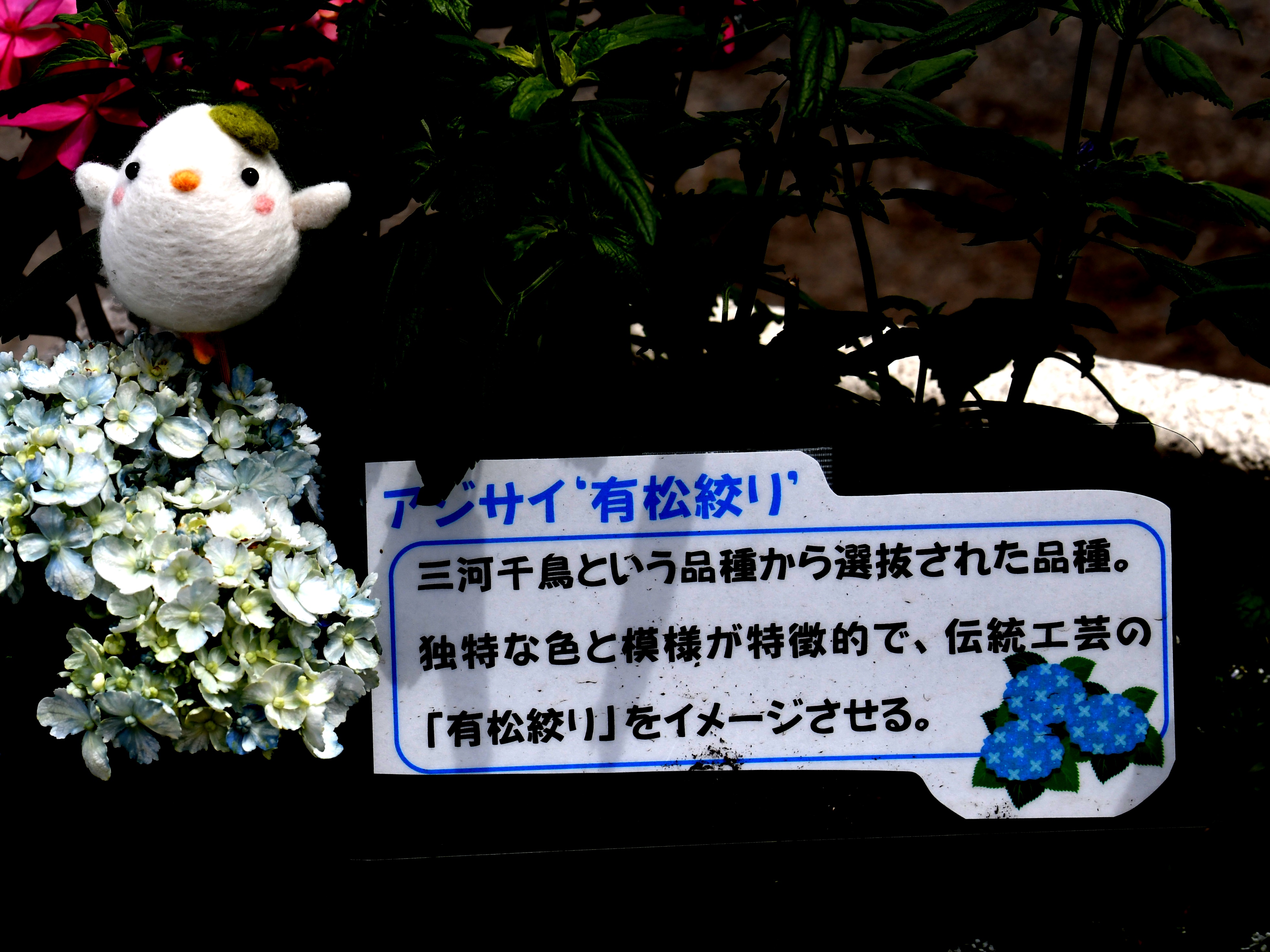 我如古フォトブック 中日写真協会 会員募集中 白鳥庭園で驚きの名前のアジサイを発見 その名前はなんと 有松絞り です しろぴー も驚いてます 清羽亭 汐入亭 ツツジ 白鳥庭園 サツキ アジサイ 紫陽花 日本庭園 抹茶セット 絞り