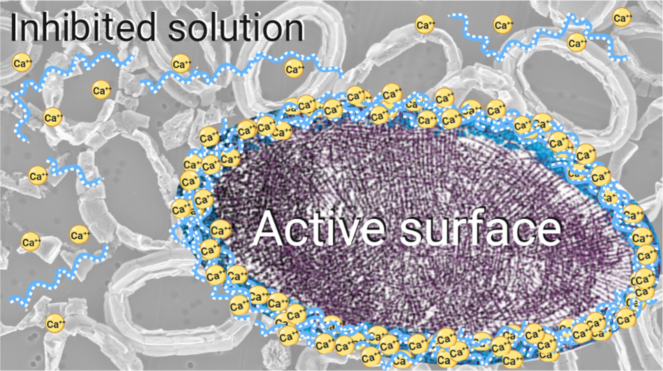 Chemistry of Materials (@chemmater) on Twitter photo .<a href="/BiominLab/">Gal Lab</a>, #LaraEstroff (<a href="/CornellMSE/">Materials Science and Engineering at Cornell</a>) et al, "used biological and synthetic molecules to show a 'smart' strategy that organisms use in order to concentrate ions for controlled crystallization." Read the paper here --> acspubs.co/L6ZY50F3fp6
#AuthorsChoice #OA .<a href="/BiominLab/">Gal Lab</a>, #LaraEstroff (<a href="/CornellMSE/">Materials Science and Engineering at Cornell</a>) et al, "used biological and synthetic molecules to show a 'smart' strategy that organisms use in order to concentrate ions for controlled crystallization." Read the paper here --> acspubs.co/L6ZY50F3fp6
#AuthorsChoice #OA