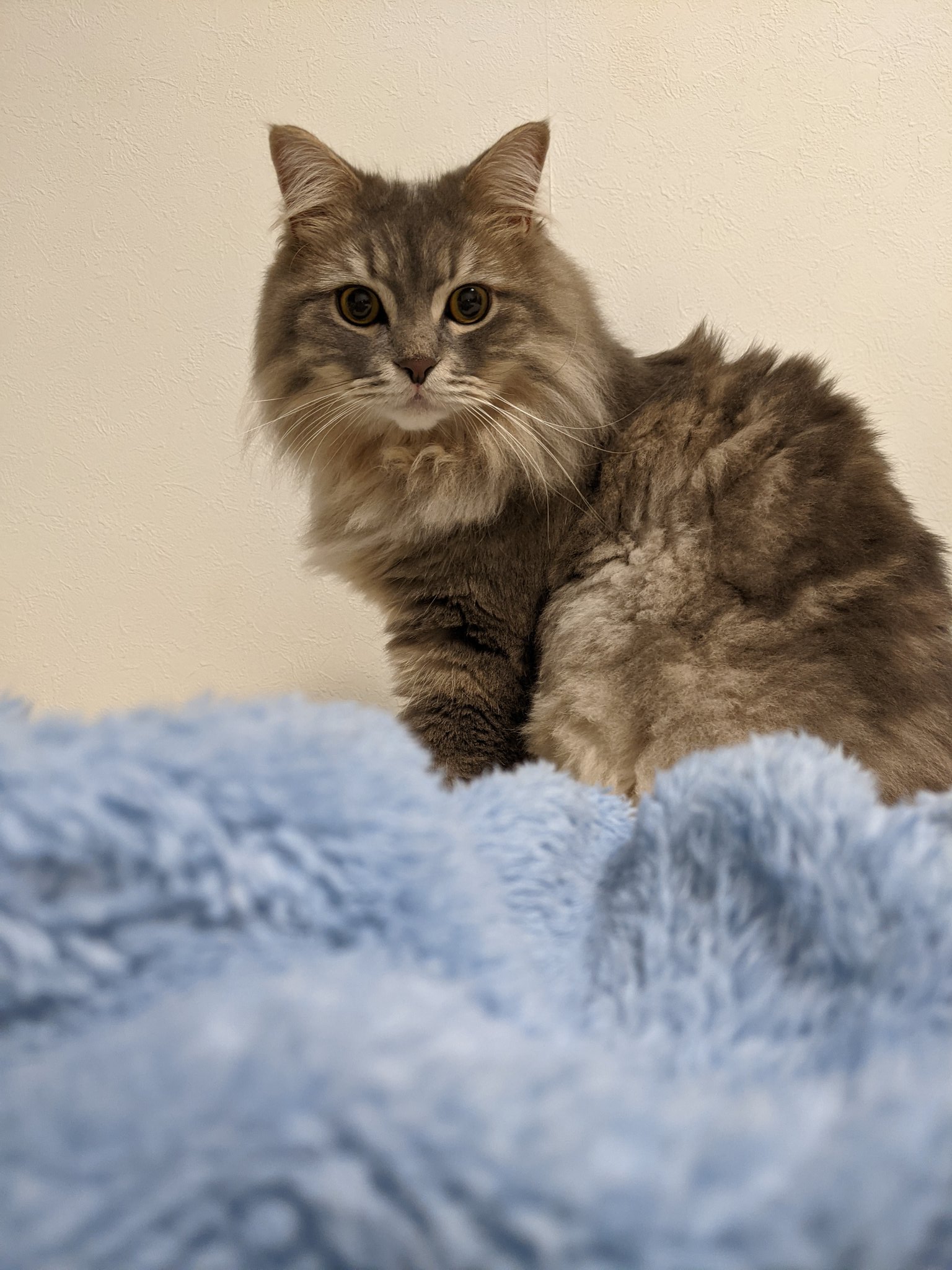 るみぃ ねこちゃん Kamakubi29 私がアレルギー持ちのくせに猫狂なので サイベリアンってアレルギーの出にくい猫ちゃんです ロシアの方の猫らしいから あっついですw T Co Wmdql7thof Twitter