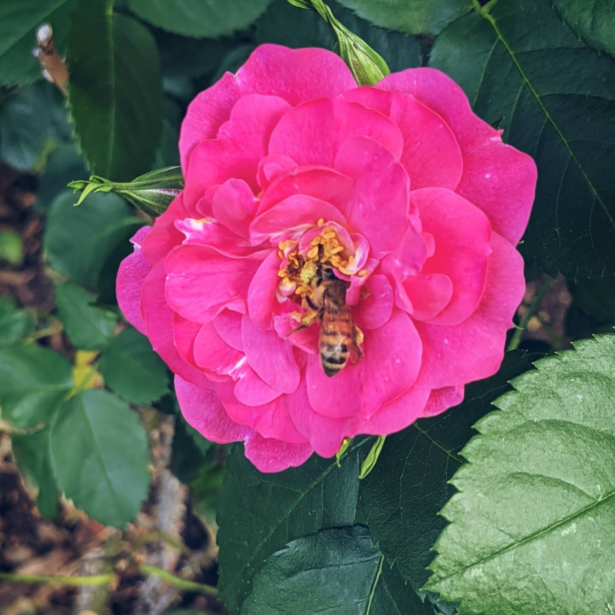 AngusByDesign's tweet photo. My friends and neighbours put lots of love and care to make gorgeous gardens for our home. 
Abiwin Coop Garden image collection: 

https://t.co/CJipaI0LT7

#angusbydesign
#abiwincoop 
#abiwincoopgarden 
#neighbours
#prideliveshere 
#garden 
#ottawa 
#dwelling https://t.co/bIw0nEuVMJ