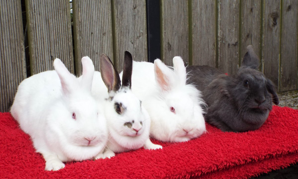 This bonded family group needs a new home, Bluebell (grey) is the mum to the other 3 girls (Poppy, Buttercup and Daisy). They are 3&2 years old and have always lived together. Details on bleakohlt.org #AdoptDontShop #rabbits #Sunday #bunnies #motherdaughters #animals