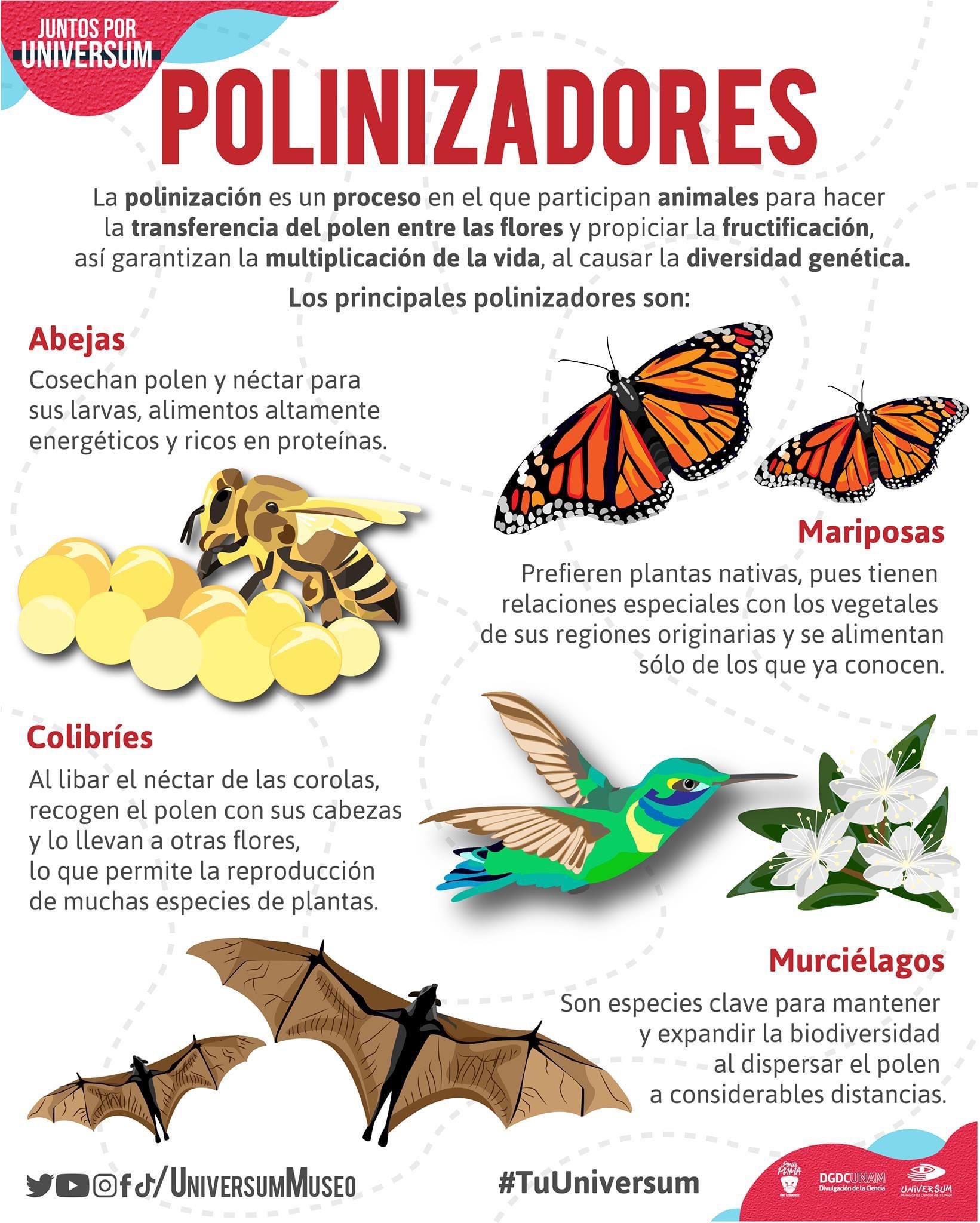 Universum Museo on Twitter: Universum Museo on Twitter: