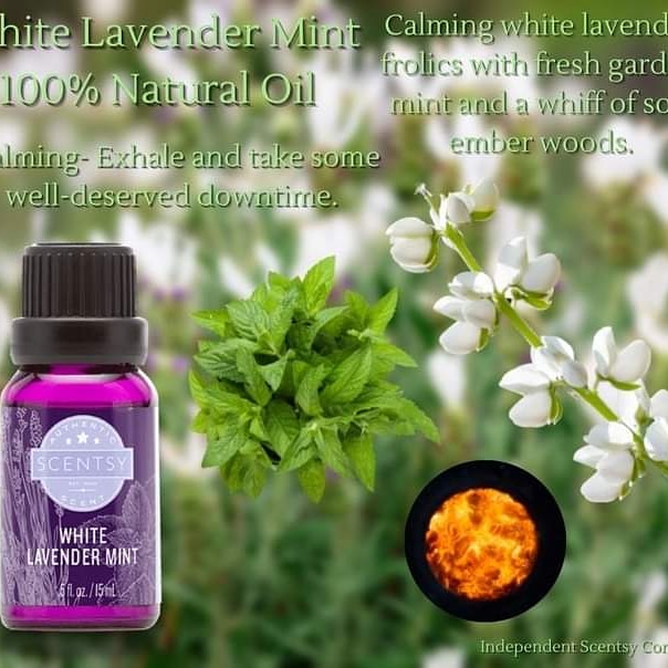 White Lavender Mint Oil #scentsy #calming #oil #essentialoil #whitelavender #mint #emberwoods