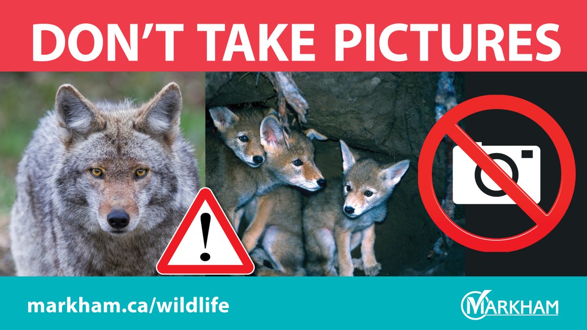 cityofmarkham's tweet photo. Coyotes can become distressed when protecting their young. DO NOT approach a coyote den to take pictures or see pups. Negative interactions between humans and wildlife can lead to unnecessary relocation or destruction of animals.
https://t.co/YEQhOrJzYR
#KeepMarkhamBeautiful https://t.co/9ZGTPiyglb