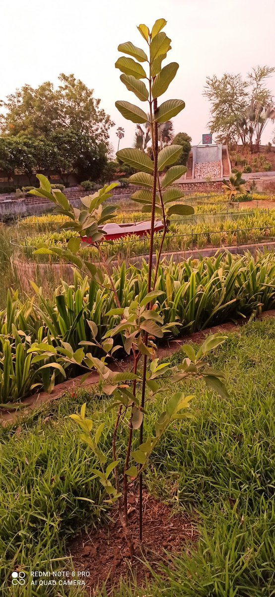 NeeleshKumar10's tweet photo. #Tree1 Planted by me https://t.co/xIYLlTyKXR