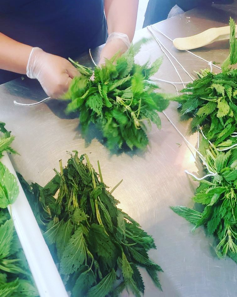 Our Food Lab employees are bundling nettles to hang for drying! Nettles are one of the most nutritious foraged foods you can find around here.