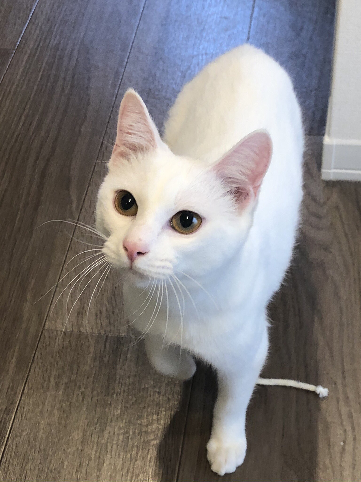 白 白猫ハクです よろしくお願いします 猫 ねこ 動物 白猫 かわいい 癒し 猫好きさんと繋がりたい T Co 3mlw3rqv7m Twitter 白 白猫ハクです よろしくお願いします 猫 ねこ 動物 白猫 かわいい 癒し 猫好きさんと繋がりたい T Co 3mlw3rqv7m Twitter