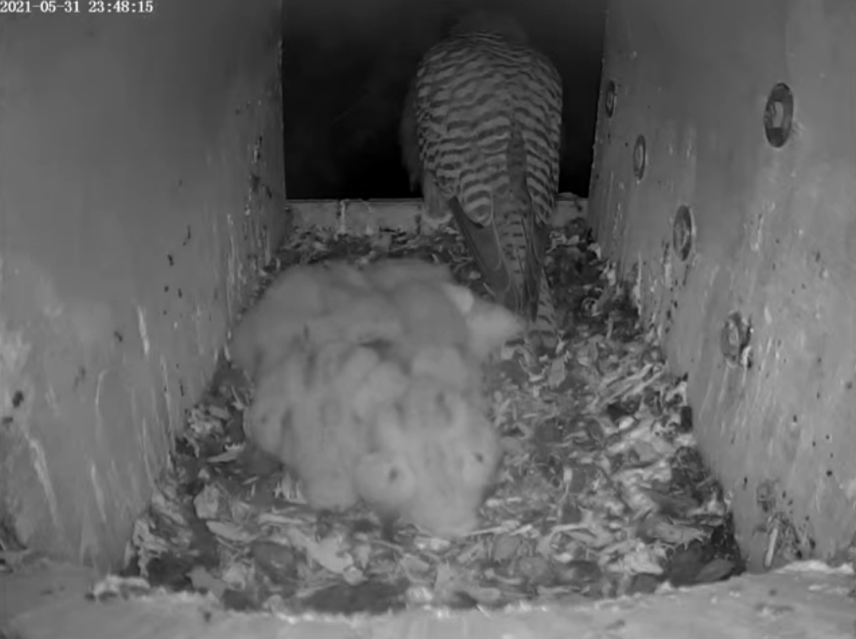 CEHBirdCam's tweet photo. It's pretty chilly overnight so the chicks are all huddling together to keep warm. https://t.co/oT0SUXq4kt