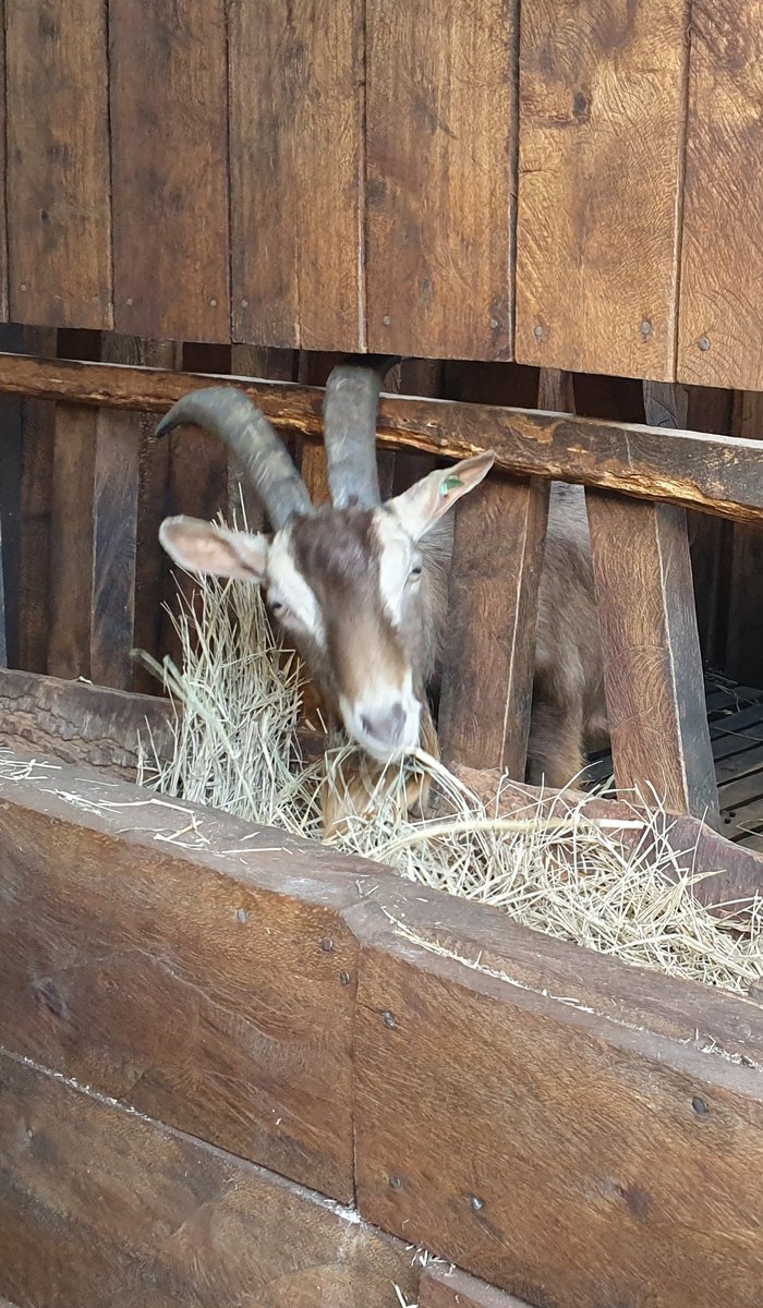 RamaraFarm's tweet photo. The buck doesn't stop here as the kids can attest. #DairyGoatfarmer #Toggenburg https://t.co/ytDDv5JAMT