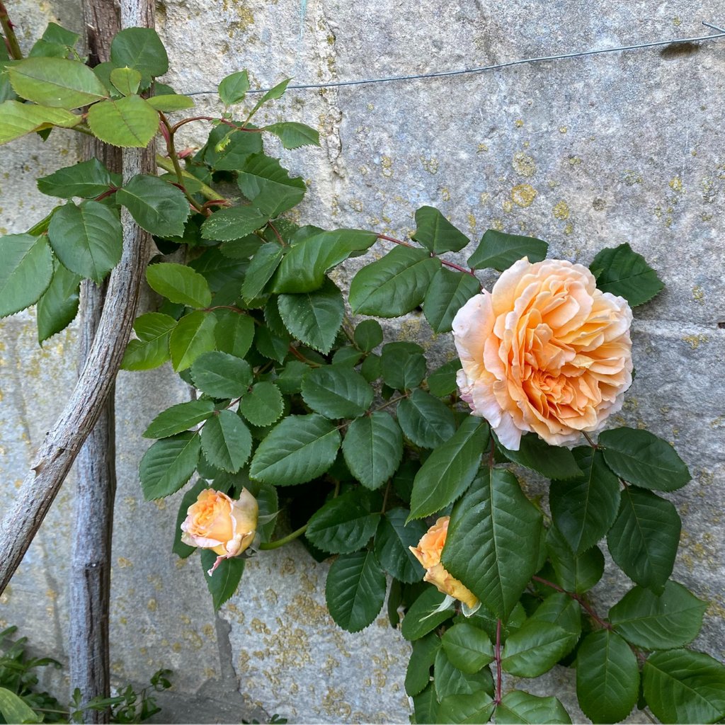 #gardeningfact

#EpsomSalt is good for #plants

It improves a flowers bloom and helps #plants grow bushier. The hydrated magnesium sulfate is very effective with #tomatoes #peppers and #roses 

Mix 2 tablespoons with gallon of water and spray

#genusgardenwear