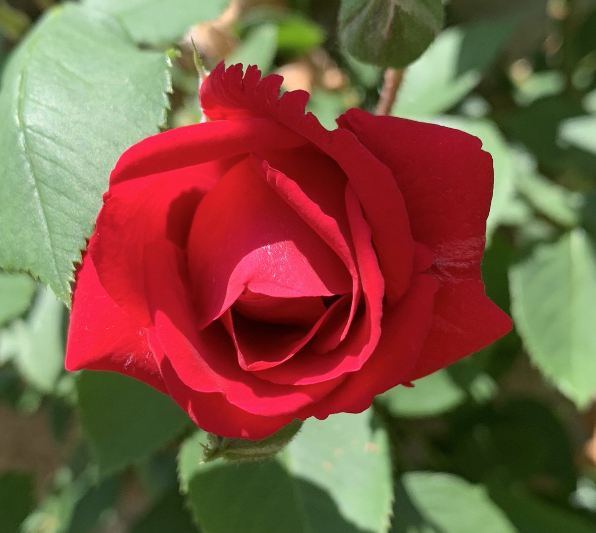 KahaniGo's tweet photo. Roses are red ! 

My front yard Rose Vine, Summer vibes ! 

#ROSES #NatureAroundUs #Mississauga #natureishealing https://t.co/fD44WxdLCb