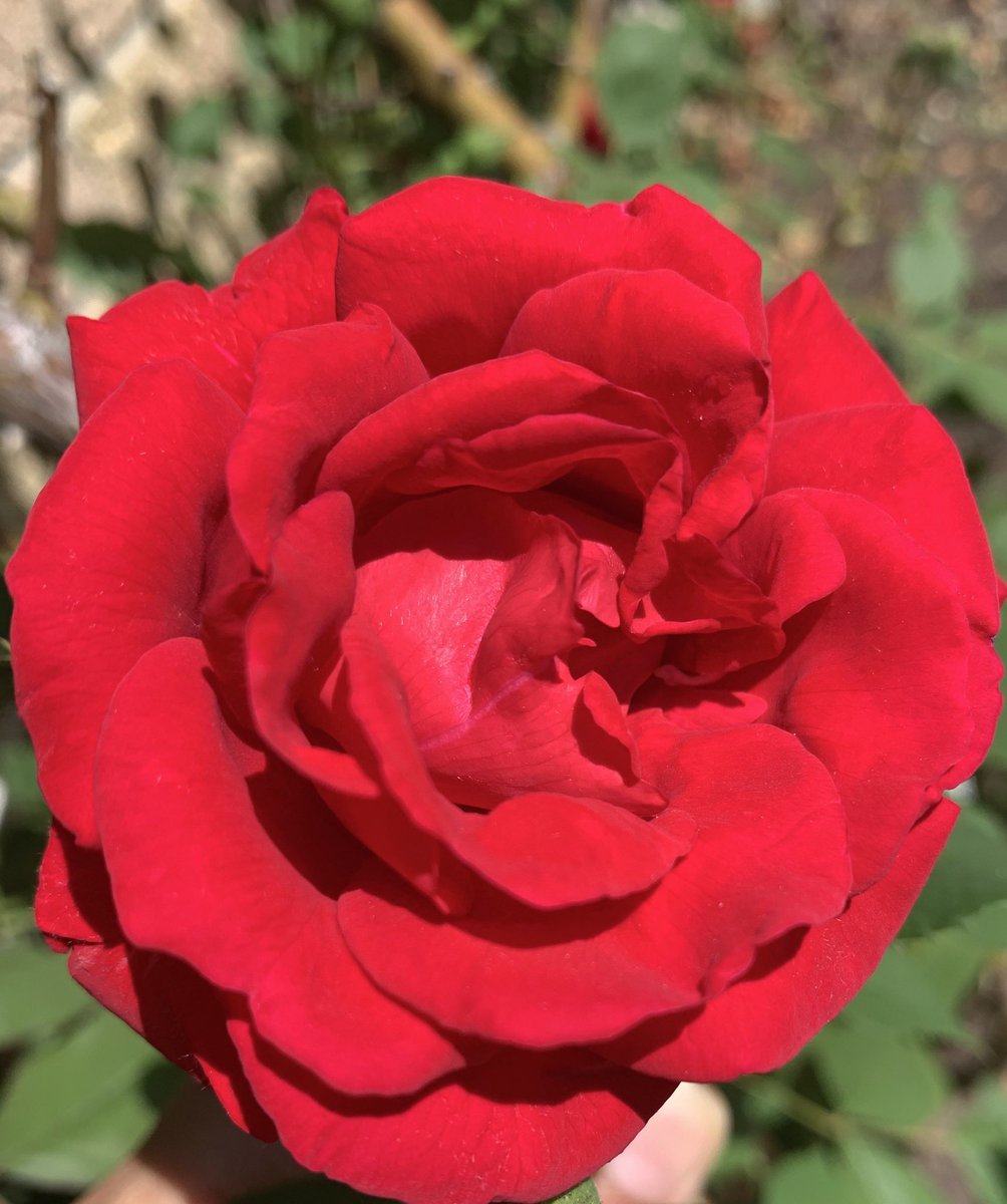 KahaniGo's tweet photo. Roses are red ! 

My front yard Rose Vine, Summer vibes ! 

#ROSES #NatureAroundUs #Mississauga #natureishealing https://t.co/fD44WxdLCb