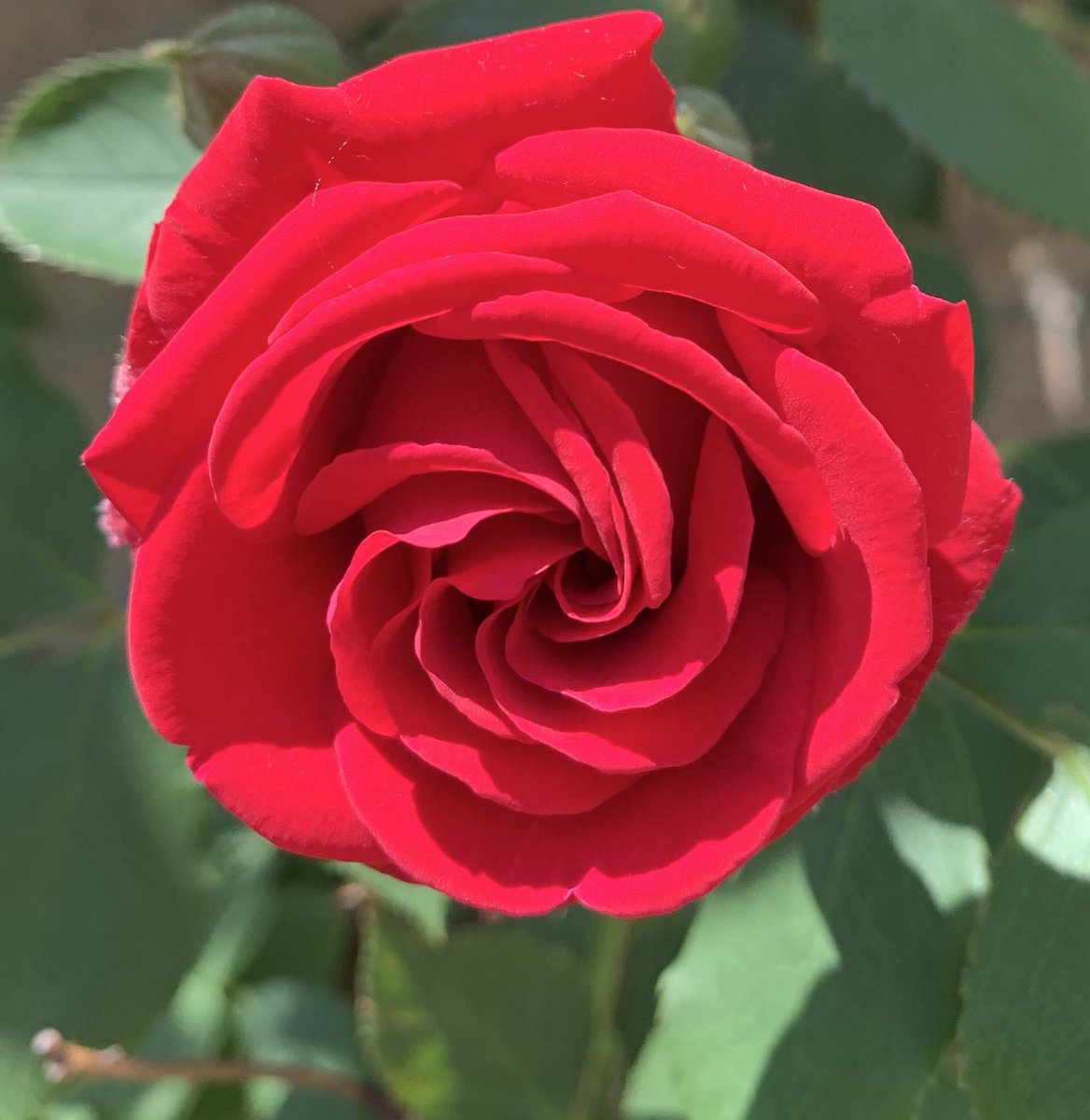 KahaniGo's tweet photo. Roses are red ! 

My front yard Rose Vine, Summer vibes ! 

#ROSES #NatureAroundUs #Mississauga #natureishealing https://t.co/fD44WxdLCb