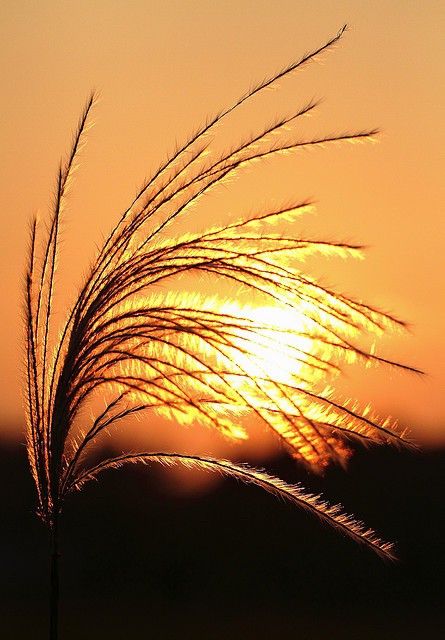 🌾🌾🌾 İyi Akşamlar 🌾🌾🌾