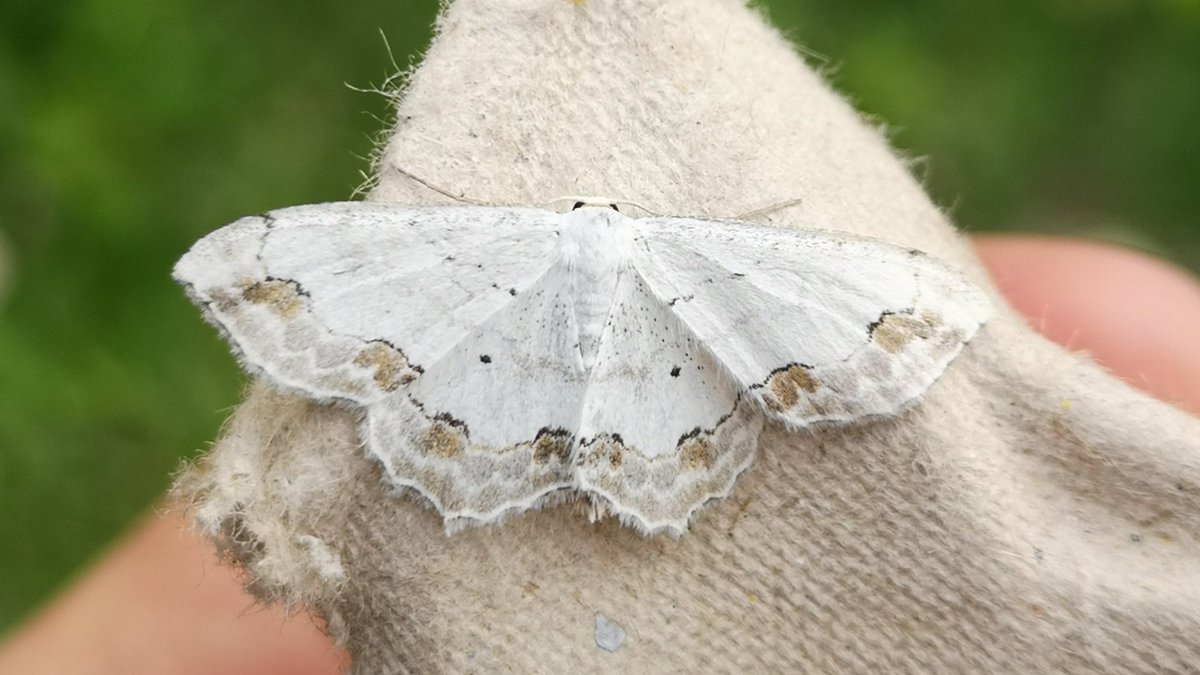 wildsurrey's tweet photo. A few highlights from Box Hill this morning. @Britainsorchids @surreymoths https://t.co/WX9s4at4bq