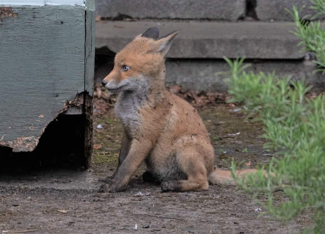 TCD Alumni tweet media