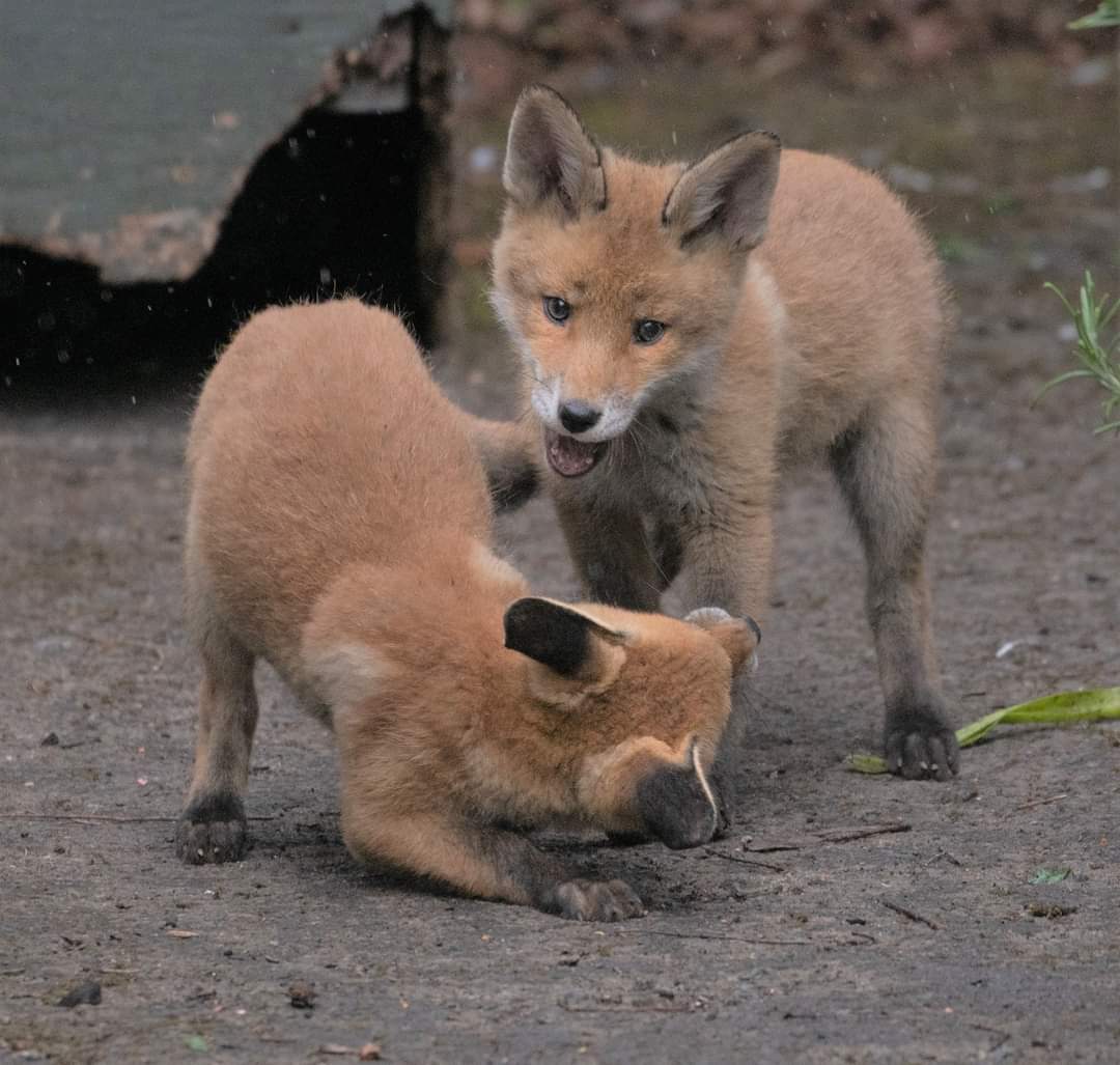 TCD Alumni tweet media