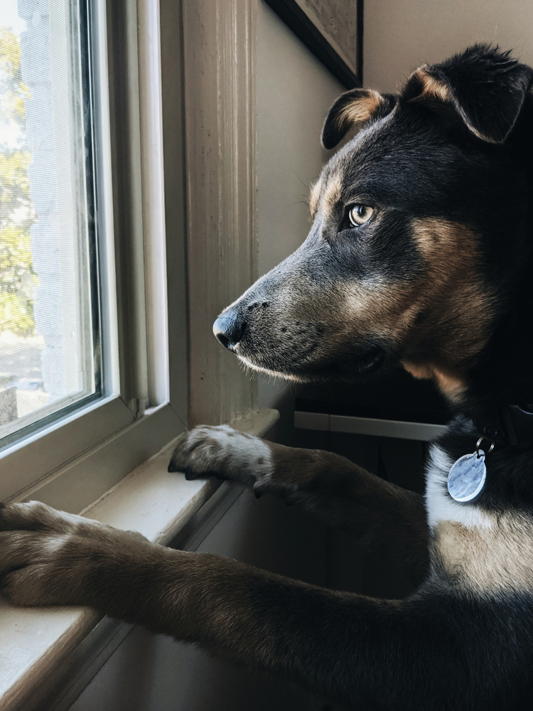 CityDogsRescue's tweet photo. Squirrel!!🐿️ Cedar is certainly ready for some outside summer fun! This loving pup is in search of his permanent cuddle buddy. This goofy guy loves to play fetch with humans and other dogs! Learn more at https://t.co/pZ7L5ykBZV  #dcdogs #adoption #Spotlightsunday #cdrck  #dog https://t.co/C87ja2QuLt