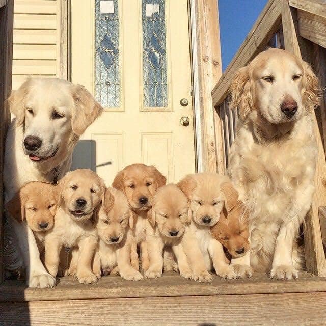 La familia a la que aspiro