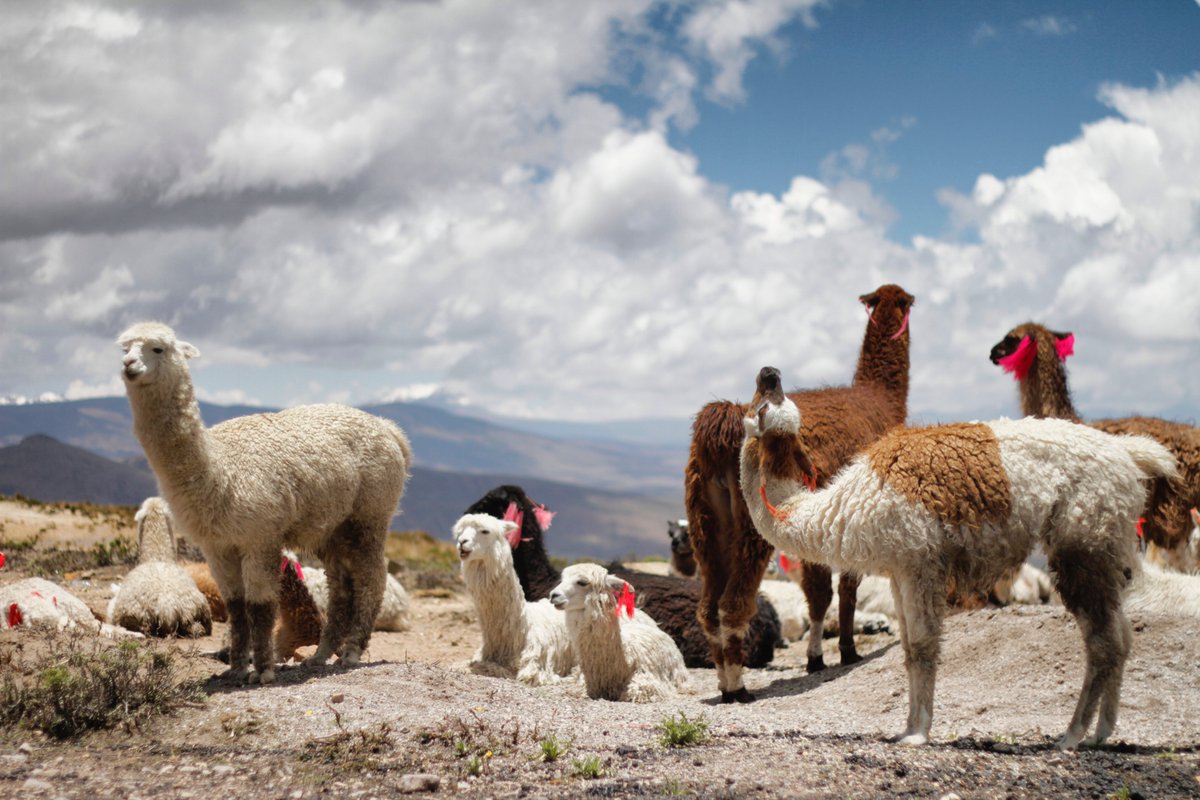RT @traveltoperu: Peru has the largest alpaca population in the entire world https://t.co/B6dQo7P6WG