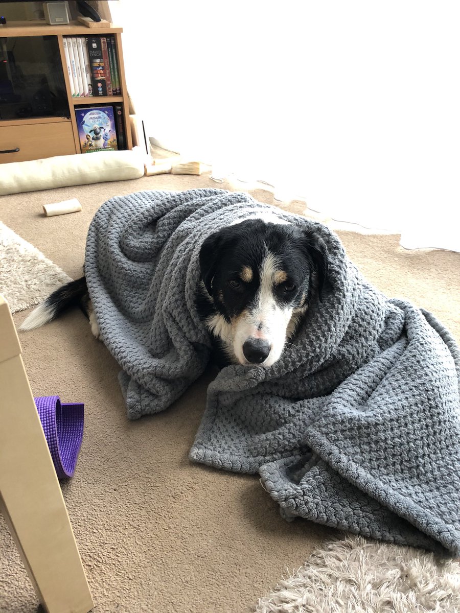 EmilyFrain's tweet photo. Sadly our beautiful dog Finn has gone over the doggy rainbow after he went missing yesterday afternoon. We had just celebrated adopting him 1 year ago too. Here’s a few of my favourite photos of him 🌈 https://t.co/Gip1fBc6Ft
