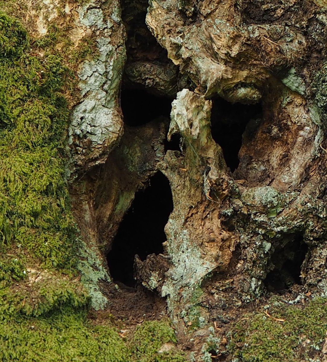 TalesWyrd's tweet photo. “Nature is a haunted house--but Art--is a house that tries to be haunted.” - Emily Dickinson. https://t.co/mupYtWdmgg