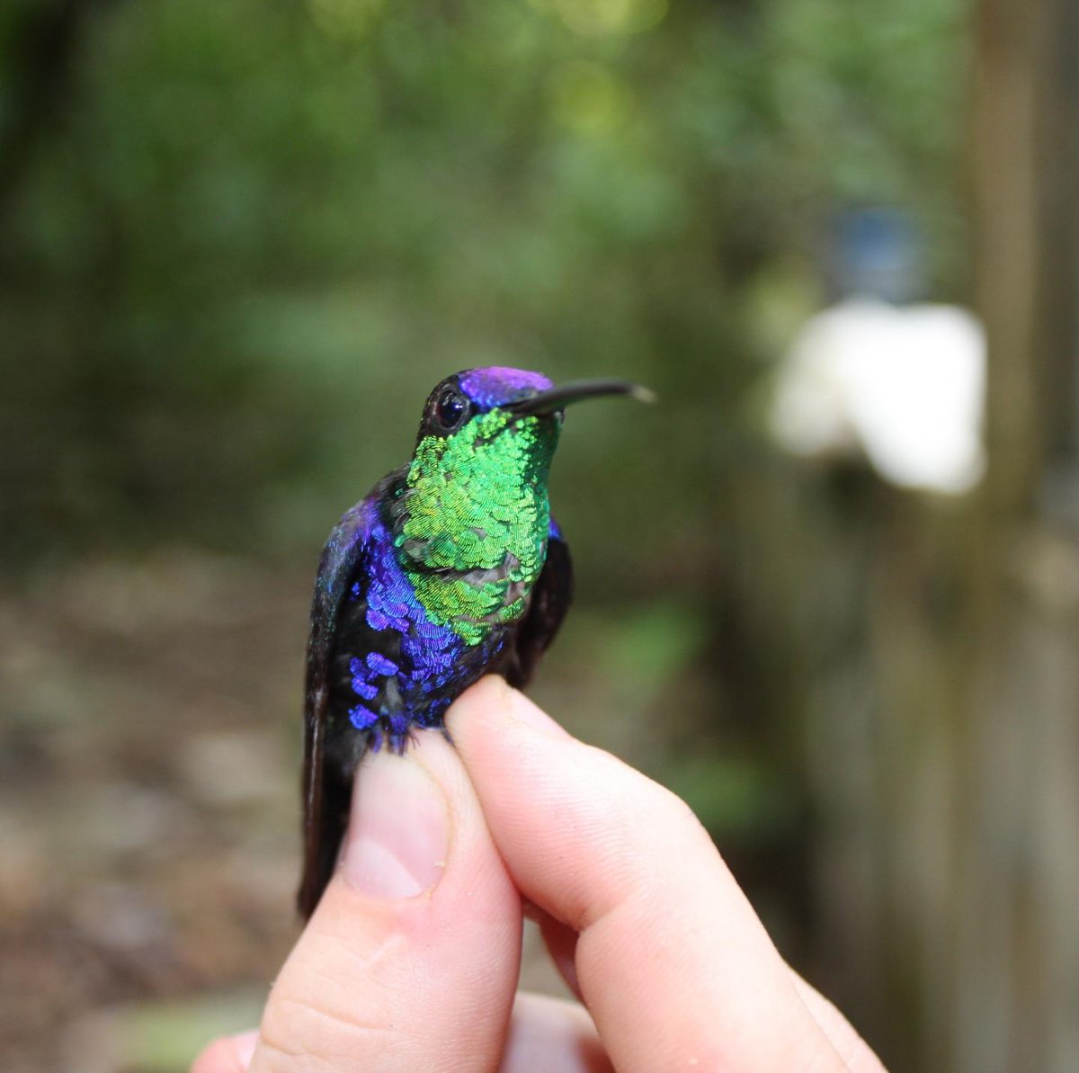 HmngBsc's tweet photo. Our $HMNG 🦜 really wants to fly... June is looking great for our birdy 💎😏 https://t.co/cBio40tnr5