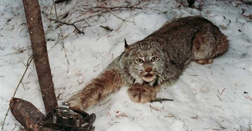 Leopardette1's tweet photo. #BanTrapping #lynx https://t.co/3hvLEOOfib
