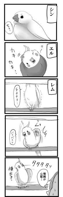 改めて自己紹介です個性…#漫画が読めるハッシュタグ #オカメインコ 