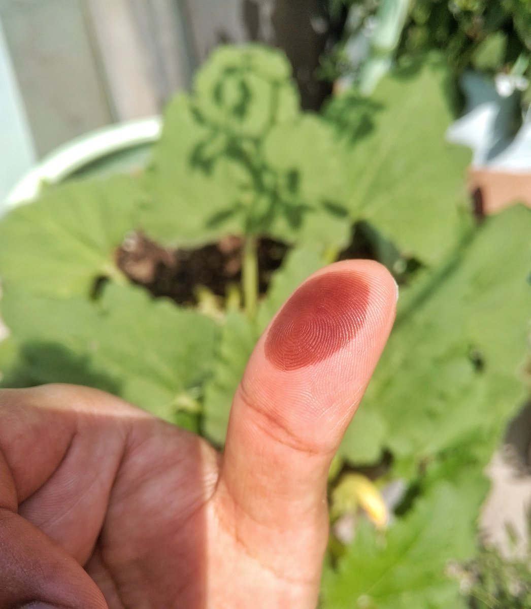 georges_bracq's tweet photo. Listo!
Un voto más #TUCM #ACSPMYSQ #Elecciones2021MX https://t.co/ORMmQBNAlt