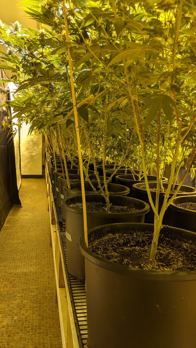 alberta_ao's tweet photo. Lollipop, Lollipop, Oooh La La Lollipop! A little before and after for y'all. https://t.co/cwVJNaDjLb