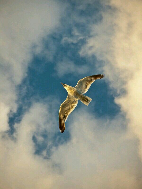 trfalzhwr's tweet photo. 🕊

.

.
" الحب هو المعجزة التي نبحث عنها جميعنا. فحب أنفسنا يصنع المعجزات في حياتنا. أنا لا أتكلم عن الغرور والأنانية ، لأن هذا ليس حبًا ، هذا خوف.
إنني أتكلم عن أن نكّن إحترامًا كبيرًا لأنفسنا وإمتنانًا لمعجزة جسدنا وعقلنا."

-ثق بالحياة | لويز هاي 📒

.

.

. https://t.co/bmuD4Wbwmc