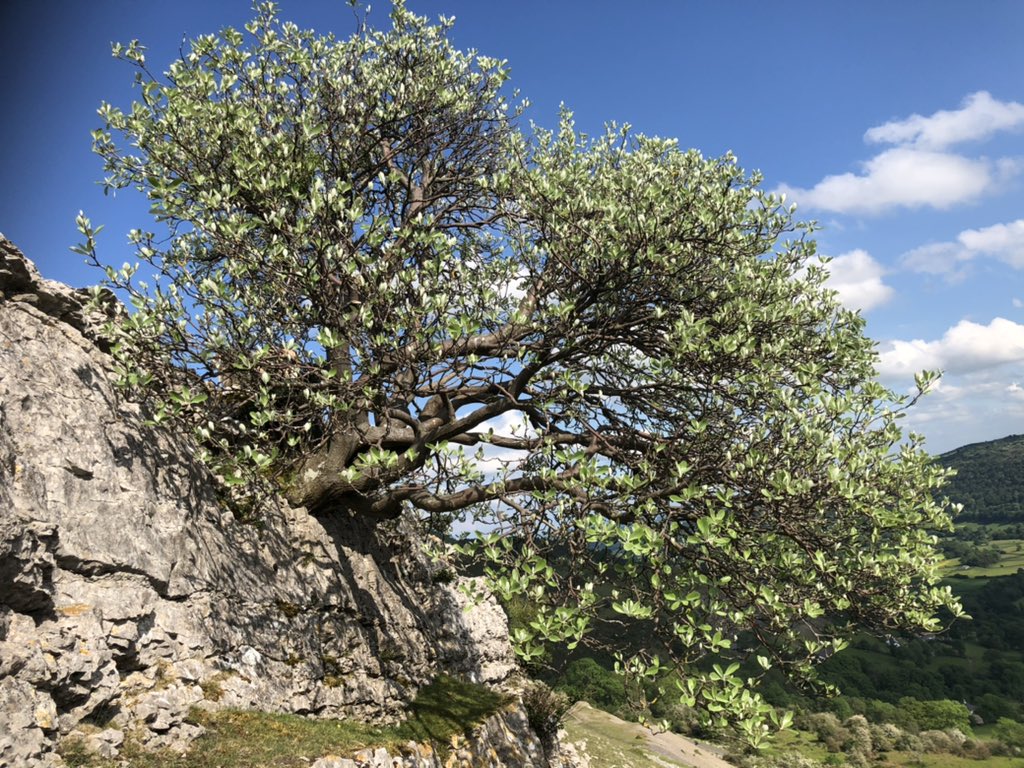 joshual951's tweet photo. I MAY have been scared for my life on this steep limestone escarpment, but it was worth it to see one of the rarest trees in the world! 

Llangollen Whitebeam (Sorbus cuneifolia) only grows on these limestone cliffs, while theres only about 280 plants left on the planet! 😍🌱 https://t.co/aqIMR3O1tE