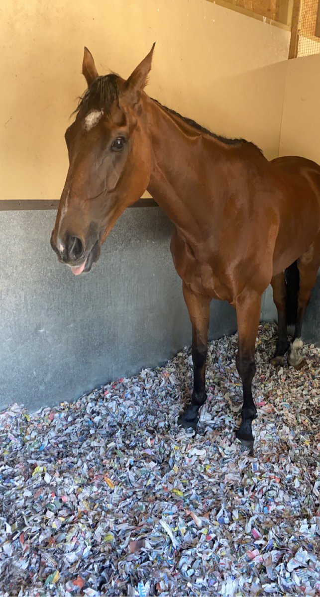 El Presente doesn’t know what all the fuss is about after his fall at <a href="/PerthRacecourse/">perthracecourse</a> <a href="/kimbaileyracing/">Kim Bailey & Mat Nicholls Racing</a> <a href="/NichollsMat/">Matthew Nicholls</a>