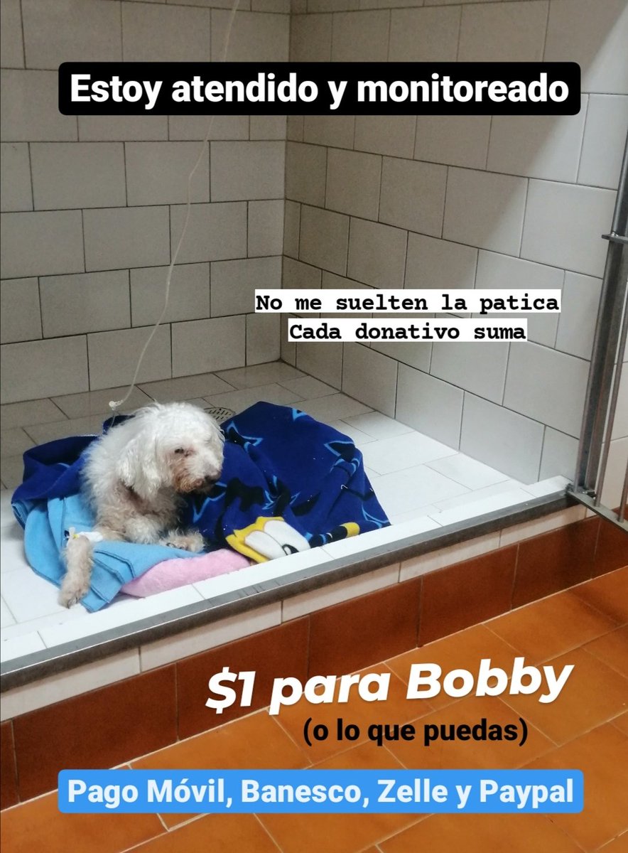 asoc_vpla's tweet photo. Ayúdanos con lo que puedas a cubrir la Hospitalización de Emergencia de Bobby. Pudimos abonar una parte, nos faltan ($111). #NadaesPoco Está bastante delicado y Necesita atención por su #FallaRenalCrónica Tenemos #Zelle y #Paypal ➡️ Datos por Directo https://t.co/t7HJDEgG7T