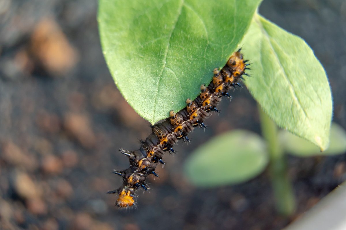 motionature's tweet photo. Blue Pansy Caterpillar
#caterpillar #butterfly #bluepansy #insect #butterflies #larva #lifecycle https://t.co/dMswAZ94j2