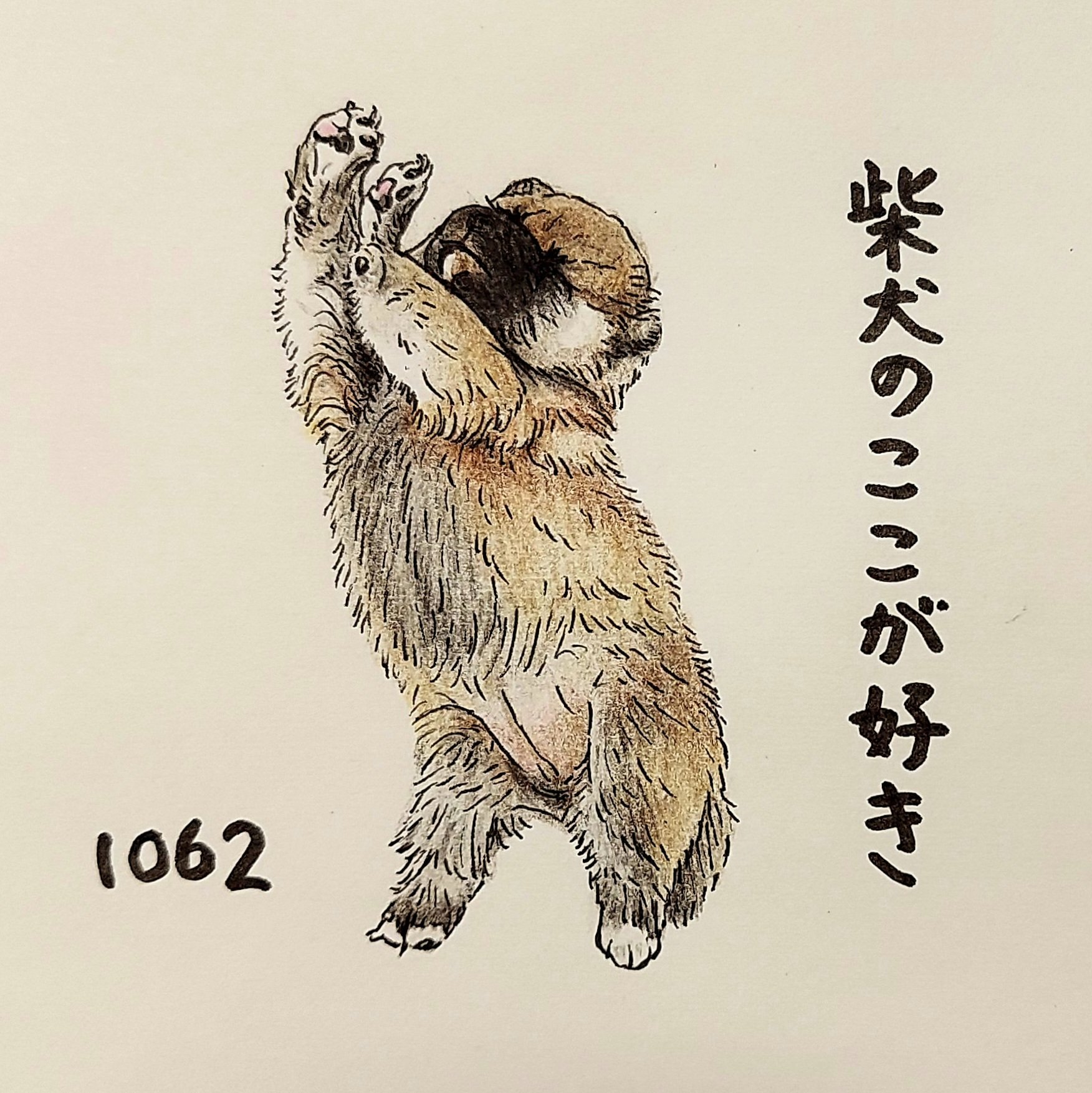 ここ柴 子犬のなんやわからんポーズに 萌えるとこ なにを思ってこのポーズをとるのか なにも思ってないでしょう 萌えます 柴犬のここが好き ここ柴 ここ柴部 柴犬 イラスト 色鉛筆 子犬のポーズ 萌える T Co Crjvay7zht Twitter