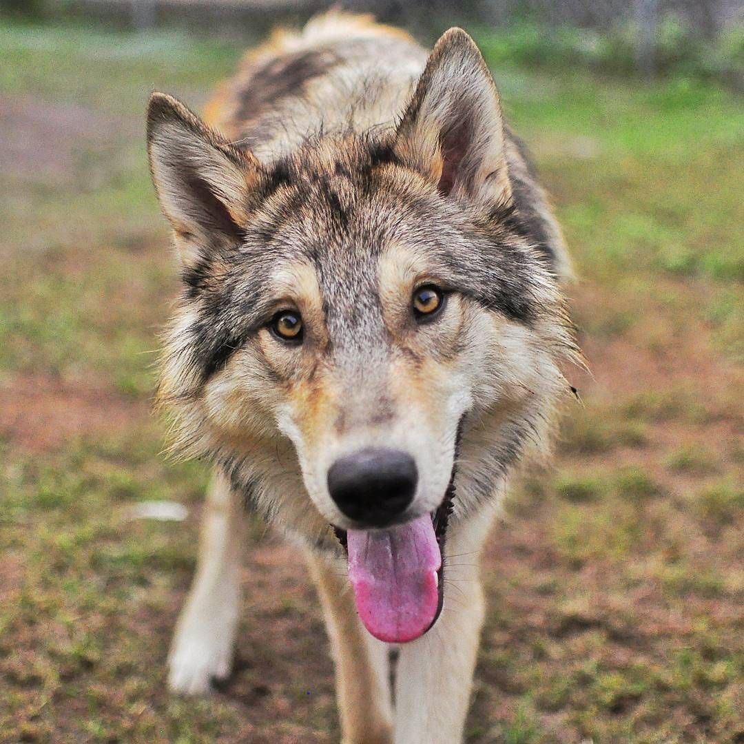 EmergencyWolf's tweet image. Slurp. 👅🐺