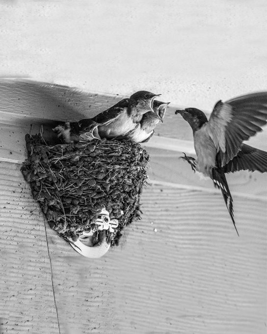 Hungry swallows. #TwitterNatureCommunity https://t.co/AmThDxfmxE<a href="/tag/twitternaturecommunity"class="tags">#TwitterNatureCommunity</a>