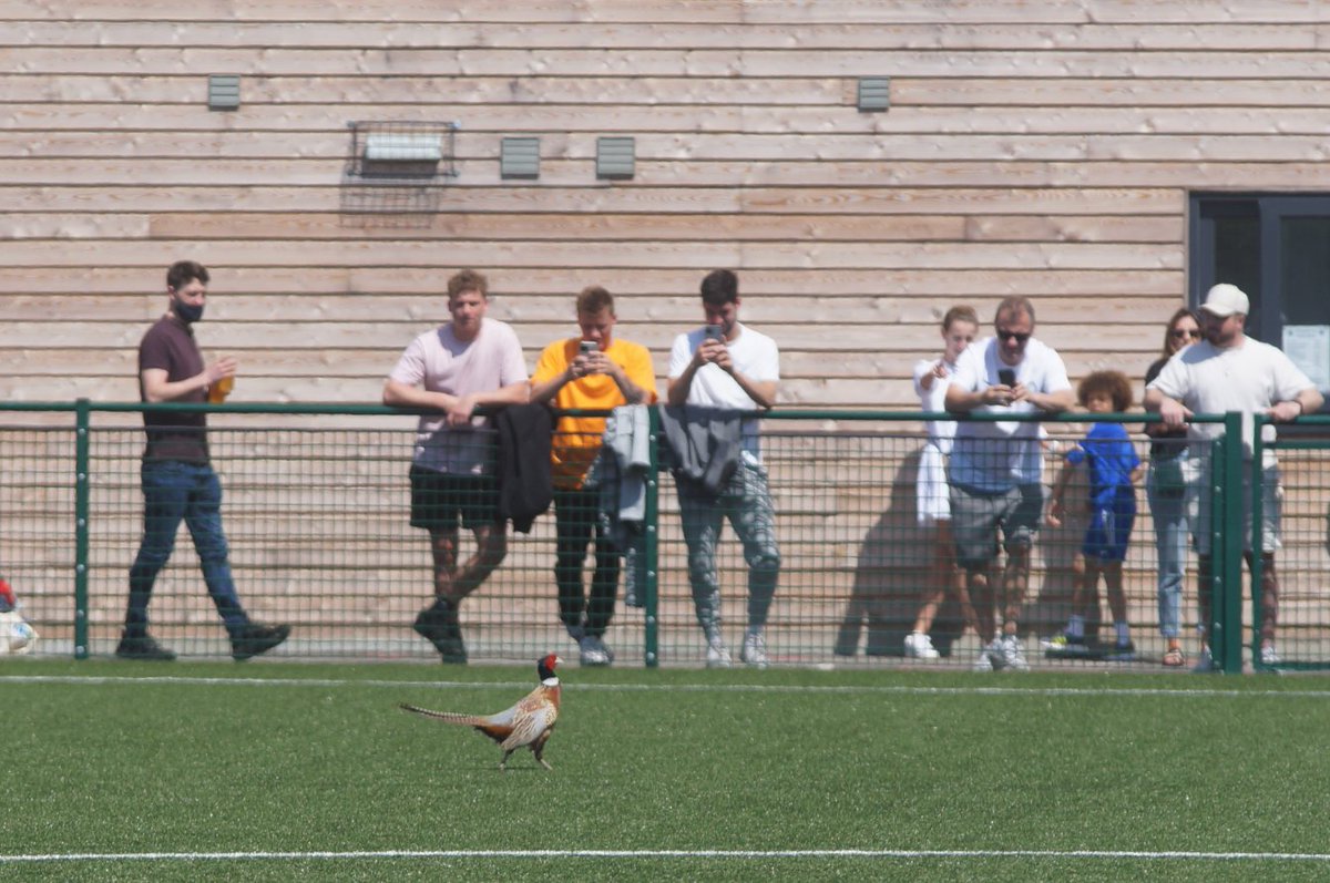 AndrewHazelden1's tweet image. #PheasantGate

A pitch invader of the feathered kind at Ringmer AFC this morning. As a pheasant landed on the pitch during the Sussex Sunday League Cup Final between Hangleton &amp;amp; Lokomotiv Lewes.

Refused to leave the pitch, so Referee Peter Izard sent him off!