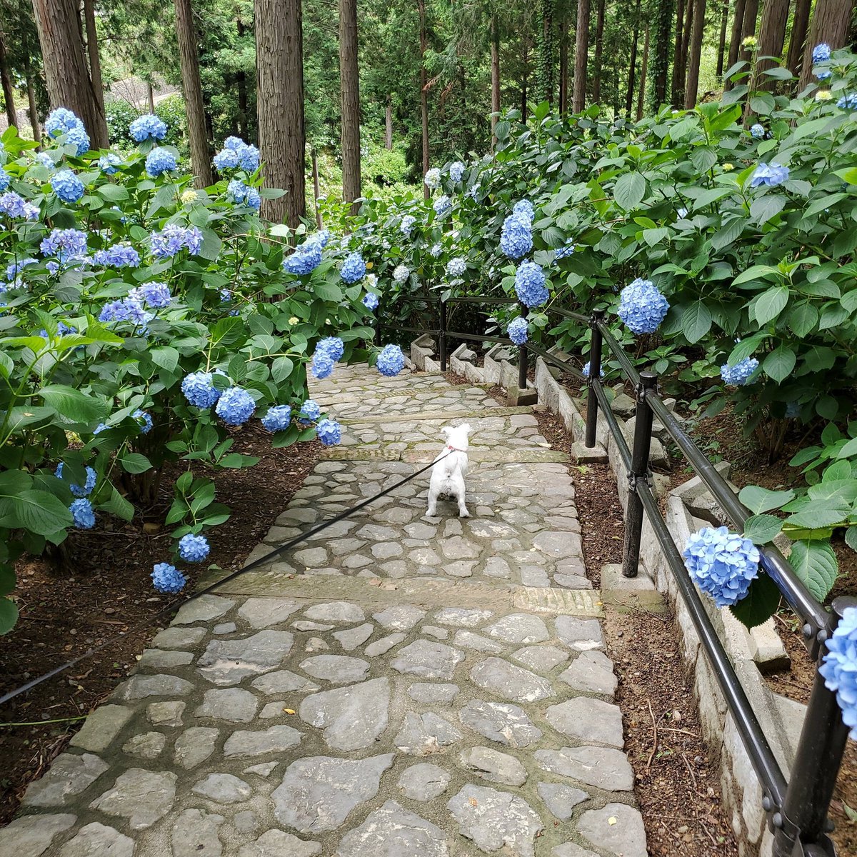Linobear 紫陽花今年もきれいでした あじさい曼荼羅園 和歌山 Linobear 紫陽花今年もきれいでした あじさい曼荼羅園 和歌山