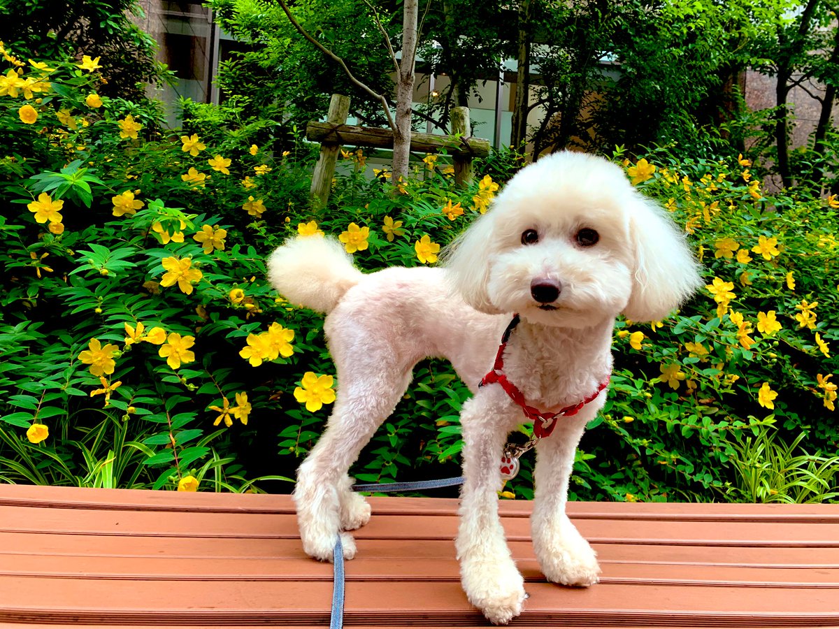 DAIYA2017's tweet photo. 朝はお顔トントンして起こしてあげまちた🐶

#トイプードル https://t.co/4dBolNijde