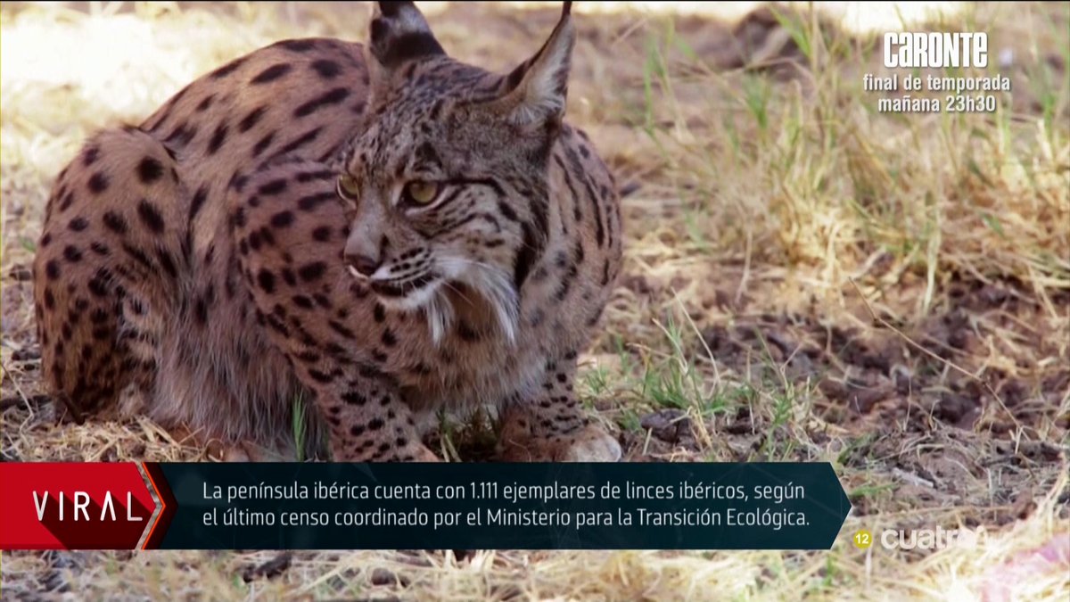 navedelmisterio's tweet image. La Península ibérica cuenta con 1.111 ejemplares de linces ibéricos, según el último censo coordinado por el Ministerio para la Transición Ecológica #CuartoMilenio
