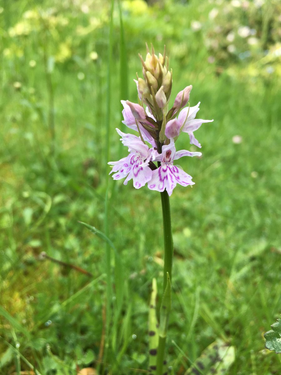 barbaramuston's tweet photo. First orchids to bloom in the garden this year - Greater Butterfly, Common Spotted and one of many Twayblades. Plus an adder’s tongue fern for good measure. Now the show’s finally beginning! #EuropeanOrchids #wildflowerhour #30DaysWild https://t.co/bscMuVixTp