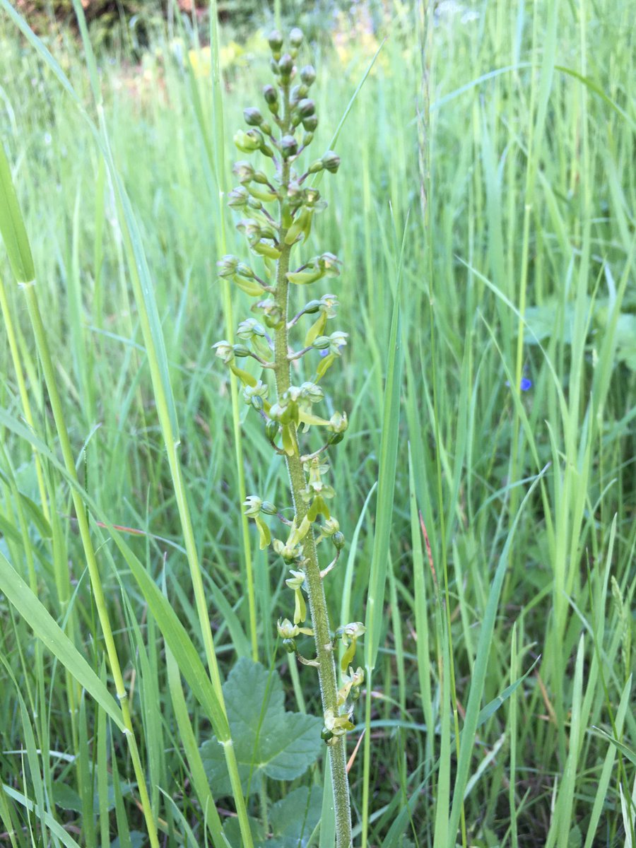 barbaramuston's tweet photo. First orchids to bloom in the garden this year - Greater Butterfly, Common Spotted and one of many Twayblades. Plus an adder’s tongue fern for good measure. Now the show’s finally beginning! #EuropeanOrchids #wildflowerhour #30DaysWild https://t.co/bscMuVixTp