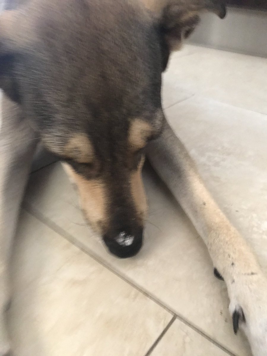 irinapinzon's tweet photo. La perra dulcera #CandyMarie la prueba del delito 😂😂😂 https://t.co/orUwUgIWkN