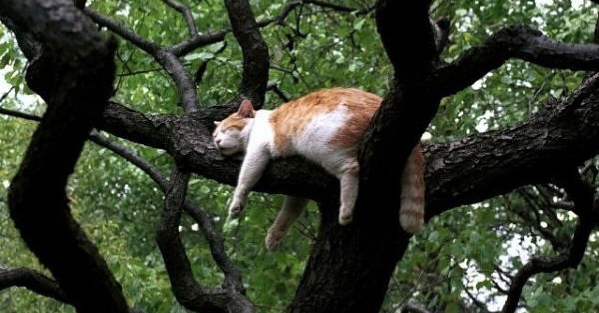 This Schenectady cat was stuck in a #tree for a week straight 🤦‍♀️ - bit.ly/3fJXJam