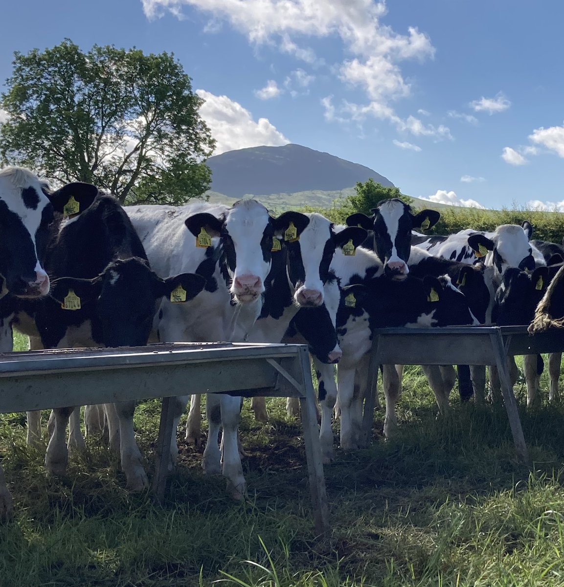 Dunaird Holsteins tweet media