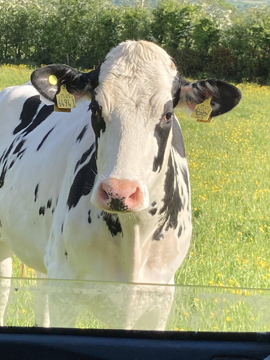 Dunaird Holsteins tweet media