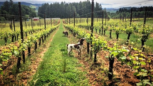Living the dream? Read Cindy Rynning's interview with Dan <a href="/GrapeExp_Cindy/">Cindy Lowe Rynning</a> ow.ly/7hO150F420g <a href="/RibbonRidgeAVA/">Ribbon Ridge AVA</a> #wvwines #oregonwine #pinot